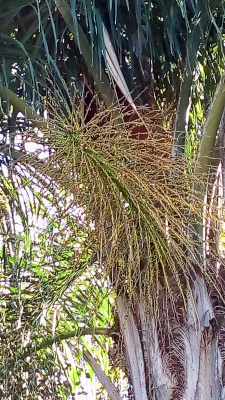 [A close view of just the branch shows the gree and beige coloring. Each future palm strand is a spirally extension from the base. ]